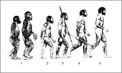 Эволюционная лестница развития человеческого вида (нажмите для увеличения)