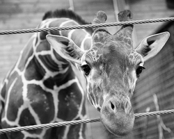Милый и трогательный жираф Мариус (Фото: Reuters)