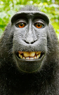 Британский фотограф Дэвид Слейтер потребовал от Wikimedia удалить изображение черной макаки из бесплатного раздела. В 2011 году в Индонезии он оставил камеру без присмотра, а одна из обезьян схватила ее и сделала «селфи». В Wikimedia заявляют, что авторские права принадлежат тому, кто делал фото