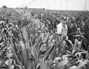  ����� ������ ��� 