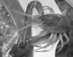  ������ ���� ����� 