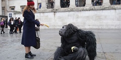 На Трафальгарской площади в Лондоне появилась гигантская горная горилла, которая с удовольствием угощалась бананами, фотографировалась с людьми и немного хулиганила. Акция оказалась рекламой отдыха в Уганде, а животное управлялось человеком