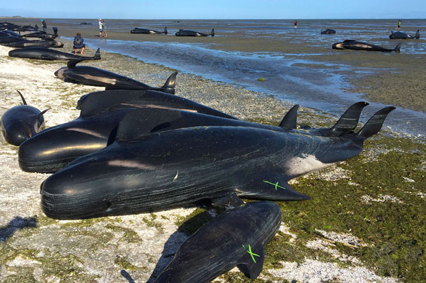 Шароголовые дельфины (гринды) выбросились на берег Южного острова в Новой Зеландии