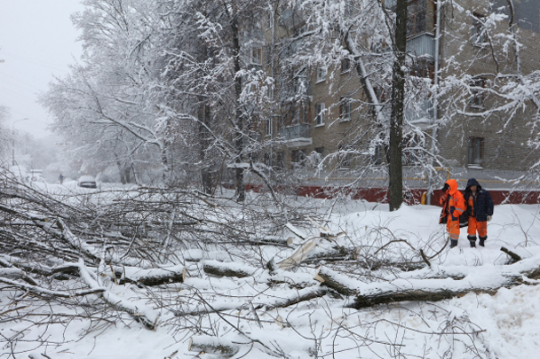 Сотрудники коммунальных служб во время уборки дерева, упавшего на автомобильную дорогу вследствие снегопада в Москве.