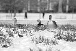 Утки и нарциссы под снегом – это редкое зрелище для парка святого Джеймса в Лондоне&#160;(фото: Peter Nicholls/Reuters)