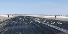 На фото – слитки драгоценного металла, выпавшие при взлете из самолета в аэропорту Якутска. У самолета сорвало створку грузового люка, и слитки высыпались на землю