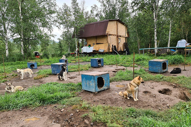 Питомник ездовых собак. Село Эссо, Камчатский край