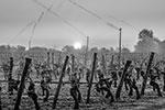В долине Луары виноград от заморозков защищают оригинальным способом – опрыскивая лозу водой. Вода замерзает при соприкосновении с почками и тем самым образует защитный кокон&#160;(фото: Darrault/ANDBZ/ABACA/Reuters)