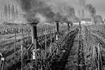 Но чаще всего на виноградниках устанавливают специальные противоморозные котлы, напоминающие печки-буржуйки&#160;(фото: Darrault/ANDBZ/ABACA/Reuters)