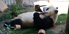 К лету в Пекинском зоопарке обновился вольер для больших панд. Появились различные спортивные сооружения для того, чтобы эти милые животные могли играть, а также весело и комфортно проводить время.  Большая панда является одним из наиболее посещаемых обитателей, поэтому именно эти животные получают огромное внимание со стороны работников зоопарка