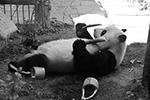 К лету в Пекинском зоопарке обновился вольер для больших панд. Появились различные спортивные сооружения для того, чтобы эти милые животные могли играть, а также весело и комфортно проводить время.  Большая панда является одним из наиболее посещаемых обитателей, поэтому именно эти животные получают огромное внимание со стороны работников зоопарка&#160;(фото: SIPA Asia/ZUMA/Global Look Press)
