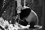 Большую панду называют бамбуковым медведем, потому что именно это растение представляет для нее самое любимое лакомство&#160;(фото: SIPA Asia/ZUMA/Global Look Press)