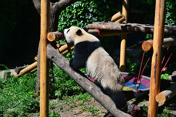 Зоопарк устраивал акцию. Пекинский зоопарк. Пекинский зоопарк гора Медведев. Зоопарк устроили. Катюша Московский зоопарк жесткий взгляд Панда.