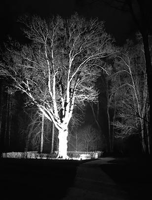 Тургеневский дуб ночью 
