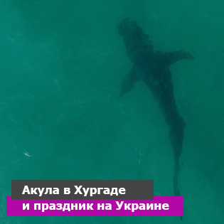 Акула в Хургаде и праздник на Украине