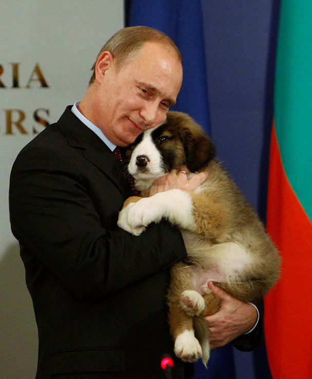 У лабрадора Кони появилась компания – щенок «типично болгарской породы». Его Владимиру Путину во время визита российского премьера в Софию подарил болгарский коллега Бойко Борисов. Путин взял собаку на руки, обнял и несколько раз поцеловал