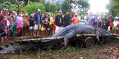 На Филиппинах охотники поймали гигантского крокодила. Его длина составляет 6,4 метра, а вес монстра – 600 килограммов. Жители планируют сделать из рептилии звезду местного парка экотуризма