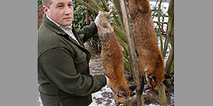 Самая крупная в истории страны лиса убита в Великобритании. Охотник Рой Лаптон (на фото) сравнивает обычную лису (держит ее в руках) с крупнейшим добытым экземпляром (справа). Вес уникальной лисы – более 17 кг, а длина – 145 см, что втрое больше обычного