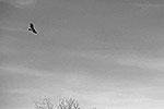 Беркут, или золотой орел – одна из наиболее известных хищных птиц семейства ястребиных. Обычно птицы избегают жилых районов&#160;(фото: кадр из видео)