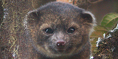 Ученые из Смитсоновского института при исследовании лесов Колумбии и Эквадора обнаружили млекопитающих с мордой плюшевого мишки. Они стали первым за 35 лет новым открытым видом плотоядного животного