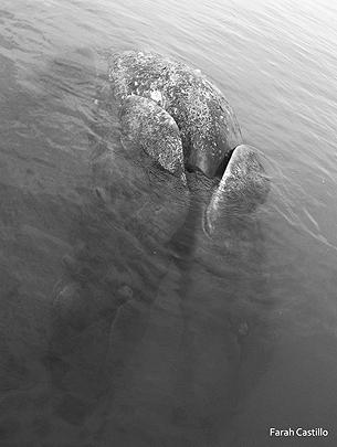 Океанские лагуны в районе Южной Нижней Калифорнии в это время года традиционно привлекают сотни китов, приплывающих туда для родов и выкармливания потомства. Прежде среди них сиамских близнецов не находили