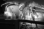 Ранее одним из крупнейших ископаемых ящеров считался суперзавр (лат. Supersaurus vivianae) – гигантский завроподоморфный динозавр, останки известны из верхнего мела Колорадо (США). Название переводится как «сверхъящер». Известен по нескольким ребрам, лопатке, тазу, остаткам конечностей и позвонкам. Не исключено, что останки суперзавра принадлежат разным родам. Суперзавр достигал 33–34 метров в длину, весил около 35–40 тонн&#160;(фото: Zach Tirrell/wikipedia.org)