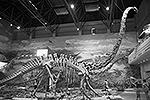 Маменчизавр (лат. Mamenchisaurus) – род позднеюрских травоядных динозавров, существовавший 150–145 млн лет назад (последняя треть юрского периода). Обнаружен на территории современного Китая. Отнесен к подотряду зауроподы. Является динозавром с самой длинной шеей, которая, по некоторым данным, достигала 15 метров в длину&#160;(фото: Einar Fredriksen/wikipedia.org)