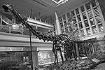 Диплодок (лат. Diplodocus) – род ящеротазовых динозавров из группы зауропод. Первый окаменелый скелет был найден в 1877 году в Скалистых горах (Колорадо) палеонтологом Сэмюэлем Уилистоном. Позже были обнаружены и другие останки, все они датируются возрастом 150–147 миллионов лет&#160;(фото: ScottRobertAnselmo/wikipedia.org)
