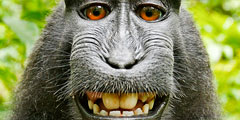 Британский фотограф Дэвид Слейтер потребовал от Wikimedia удалить изображение черной макаки из бесплатного раздела. В 2011 году в Индонезии он оставил камеру без присмотра, а одна из обезьян схватила ее и сделала «селфи». В Wikimedia заявляют, что авторские права принадлежат тому, кто делал фото