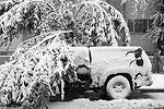 Некоторые деревья падают под тяжестью снега на автомобили&#160;(фото: Reuters)