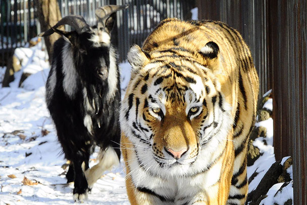 Тигр Амур не только везде сопровождает своего нового друга, но и охраняет его от сотрудников зоопарка. Он шипит на них, когда те пытаются подойти к Тимуру