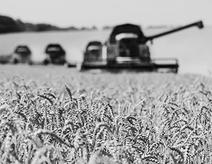 Знаменитая украинская пшеница все больше переходит в руки иностранцев