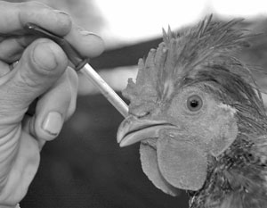 Ветеринарный врач проводит профилактическую вакцинацию птицам на частных птичьих подворьях