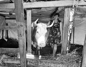 Олеся Тихонова и ее коровы – пример того, как социальный контракт помогает выйти из крайней бедности