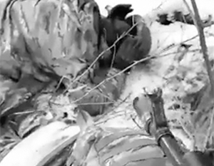 В Сети появилось видео, как солдат ВСУ убивает сдавшегося в плен русского бойца