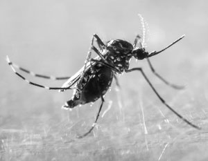 Комары стали объектом масштабных биологических экспериментов