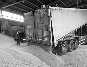 Украинское зерно запрещают по всей Европе