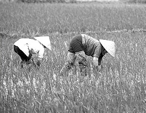 На долю Таиланда приходится более 30% мирового рисового рынка
