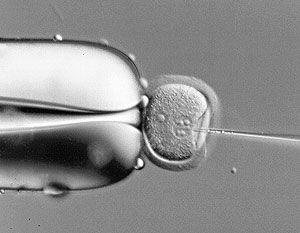 Эмбрион спасет человека