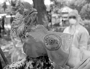 В случае тесного контакта с больной птицей H7N3 может стать опасным для человека