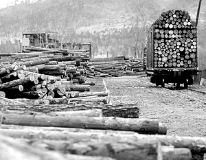 Экспортные пошлины на необработанную древесину были введены в 2007 году