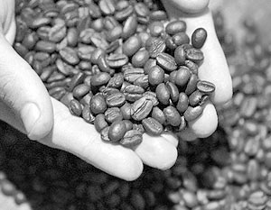 Отмена ввозной пошлины на нежареный кофе и арахис пока вводится на девять месяцев, лишь впоследствии она может стать постоянной