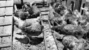 Украинская курица убивает французских фермеров