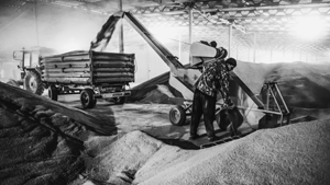 Литва неожиданно возобновила покупку российского зерна