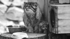 Самка манула по кличке Мия родила трех малышей в Новосибирском зоопарке имени Р. А. Шило