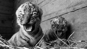 В России устранили угрозу вымирания амурского тигра. Недавно у пары краснокнижных амурских тигров Кристал и Алмаза в приморском зоопарке «Чудесный» родились двое тигрят