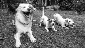 В Сочи состоялся фестиваль питомцев «Море лап». В рамках мероприятия все любители пушистых друзей могли посетить лекции по уходу за четвероногими, а также проконсультироваться с ветеринарами