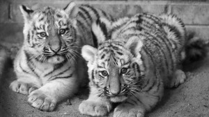 В Центре воспроизводства редких видов животных Московского зоопарка у самки Шивы и самца Амура-Ориона родились два амурских тигренка – мальчик и девочка. Они появились на свет в конце августа, но мама долго прятала их от посторонних