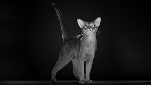 По версии Всемирной федерации кошек, абиссинский кот из России стал самым красивым представителем семейства кошачьих в 2025 году. Победитель набрал свыше 19,7 тысячи баллов