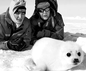 Пол Маккартни вместе со своей супругой во время экспедиции в защиту тюленей